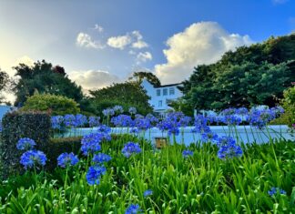 a blue flowers in a garden