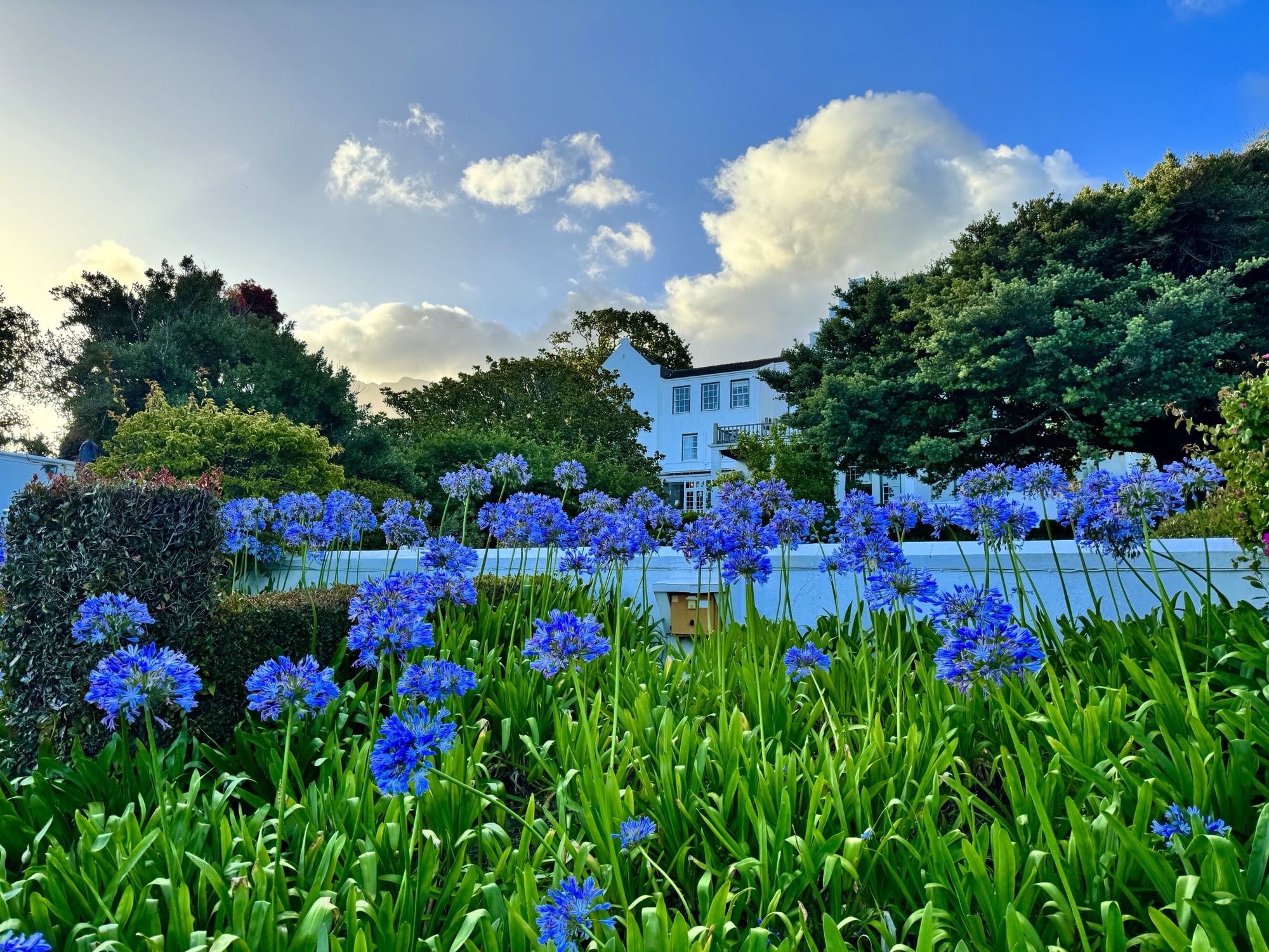 a blue flowers in a garden