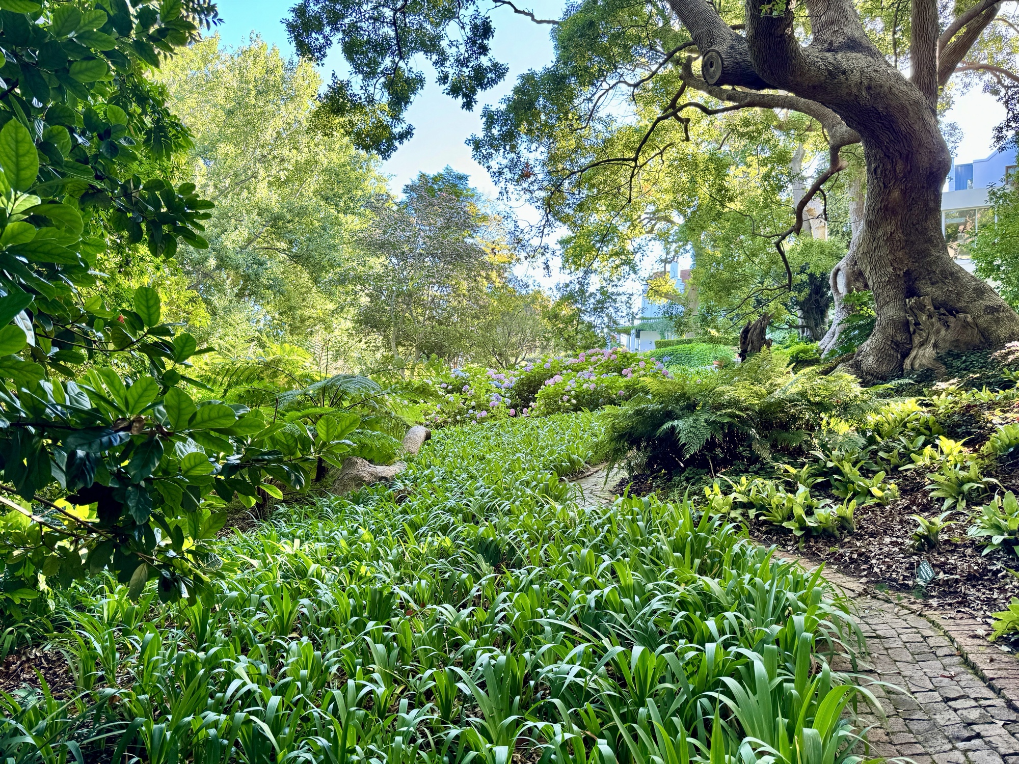 a path with plants and trees
