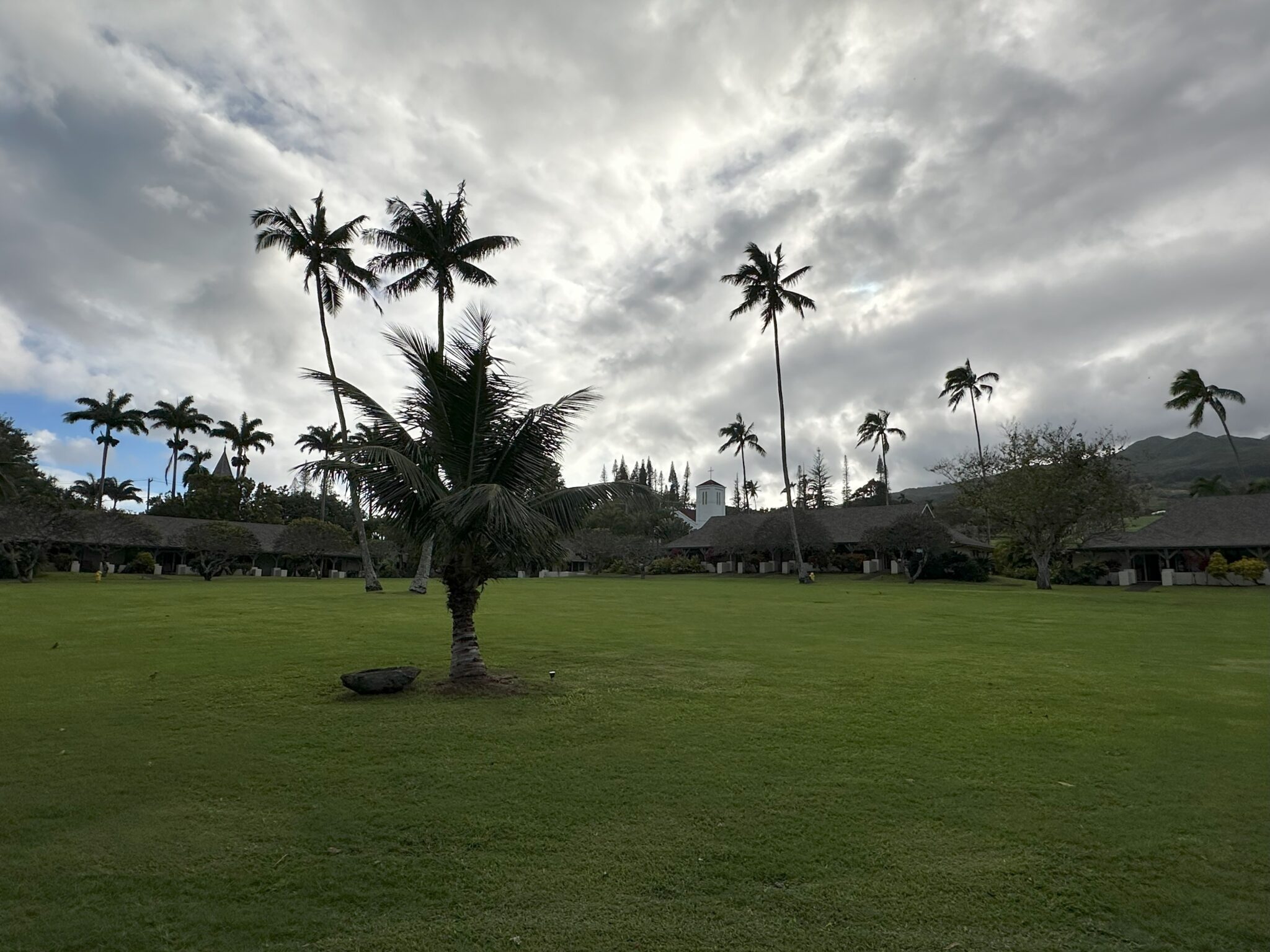 a large grass field with palm trees and buildings