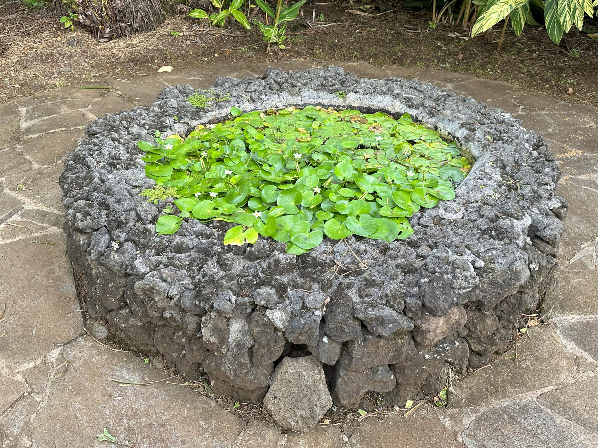 a circular rock garden with plants in it