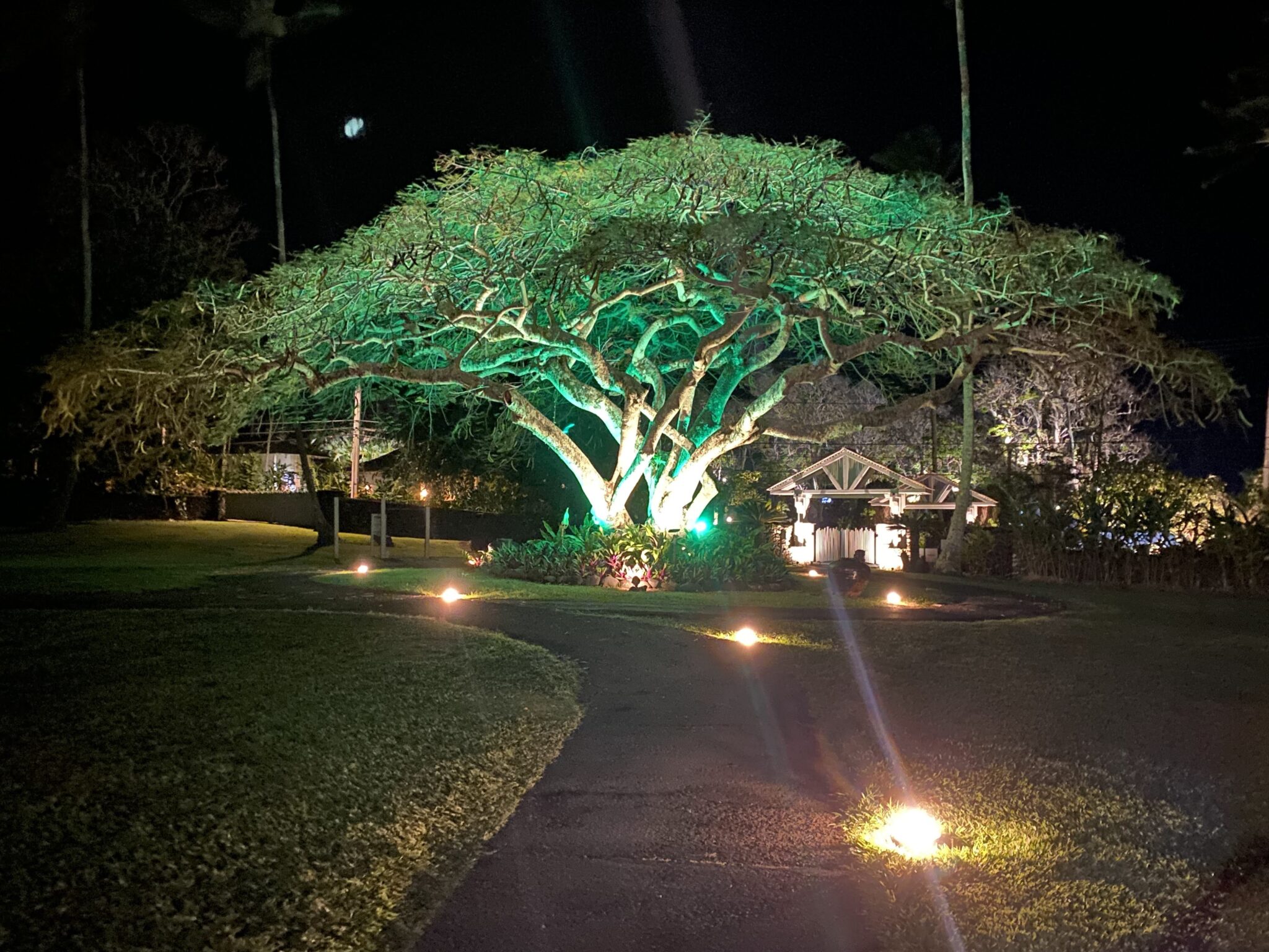 a tree with lights on it