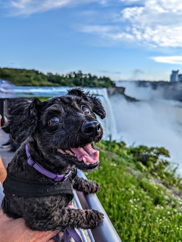 Truffles loves to travel - this is her at Niagara Falls