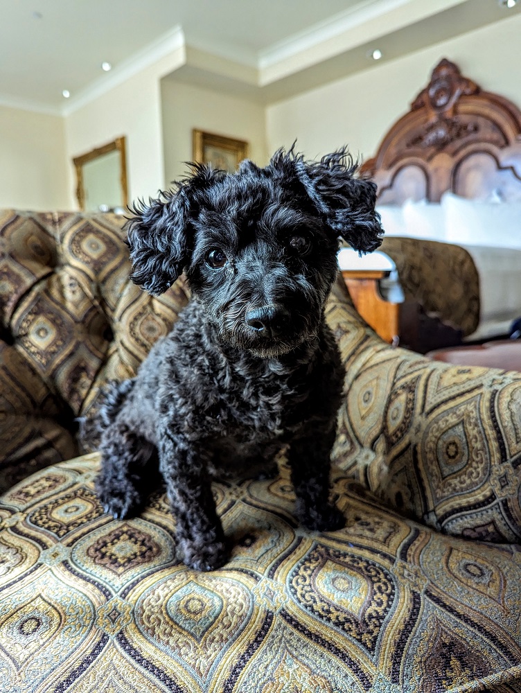 The Historic Davenport in Spokane, WA - Truffles was ready to drop her new album