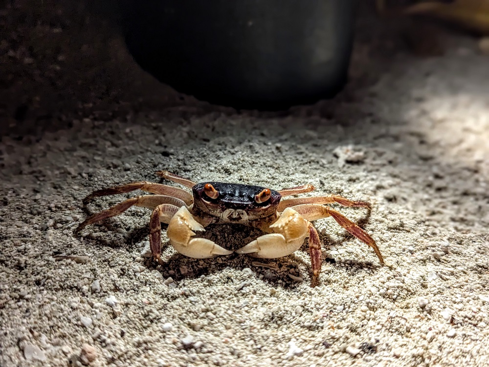 Conrad Maldives Rangali Island - Crab