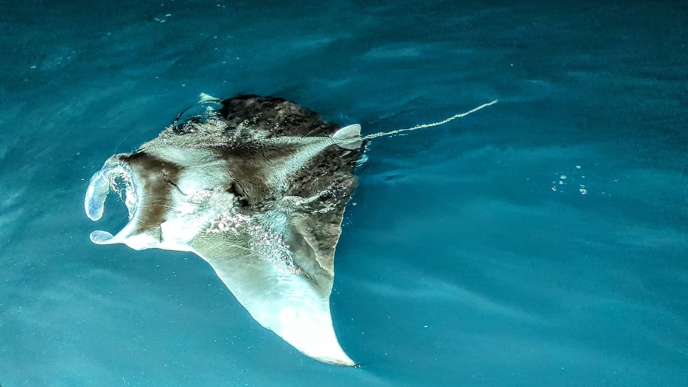 Conrad Maldives Rangali Island - Manta ray