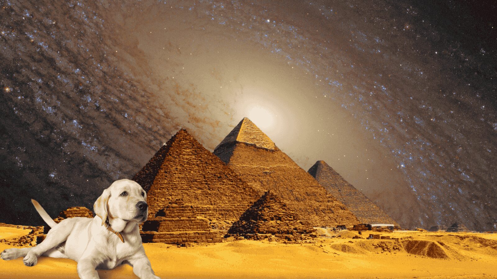 A surprising CouchSurfing alternative, a baby tiger at Disney, and the