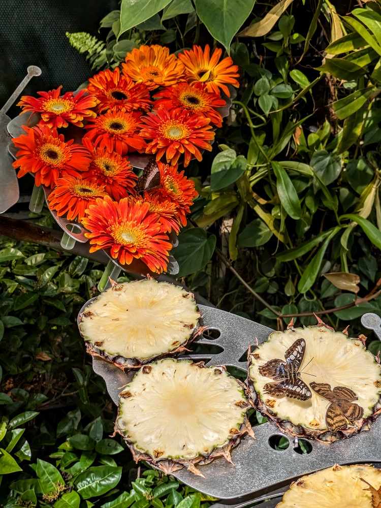 Changi airport butterfly garden