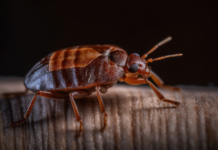 Bedbugs on board