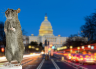 Rats on the rise in DC