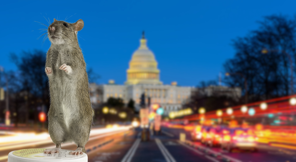 Rats on the rise in DC