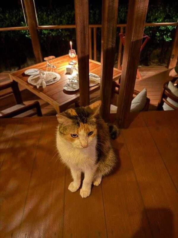 Dining (Hermitage Bay Hotel)