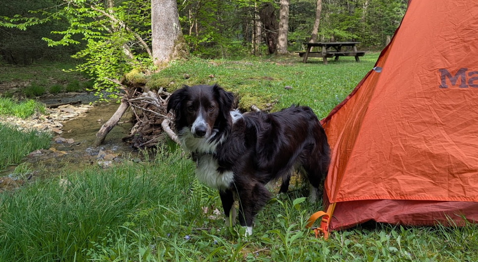 camping with dogs