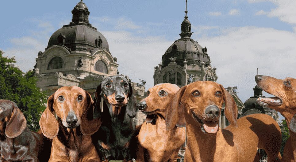 dachshunds in budapest