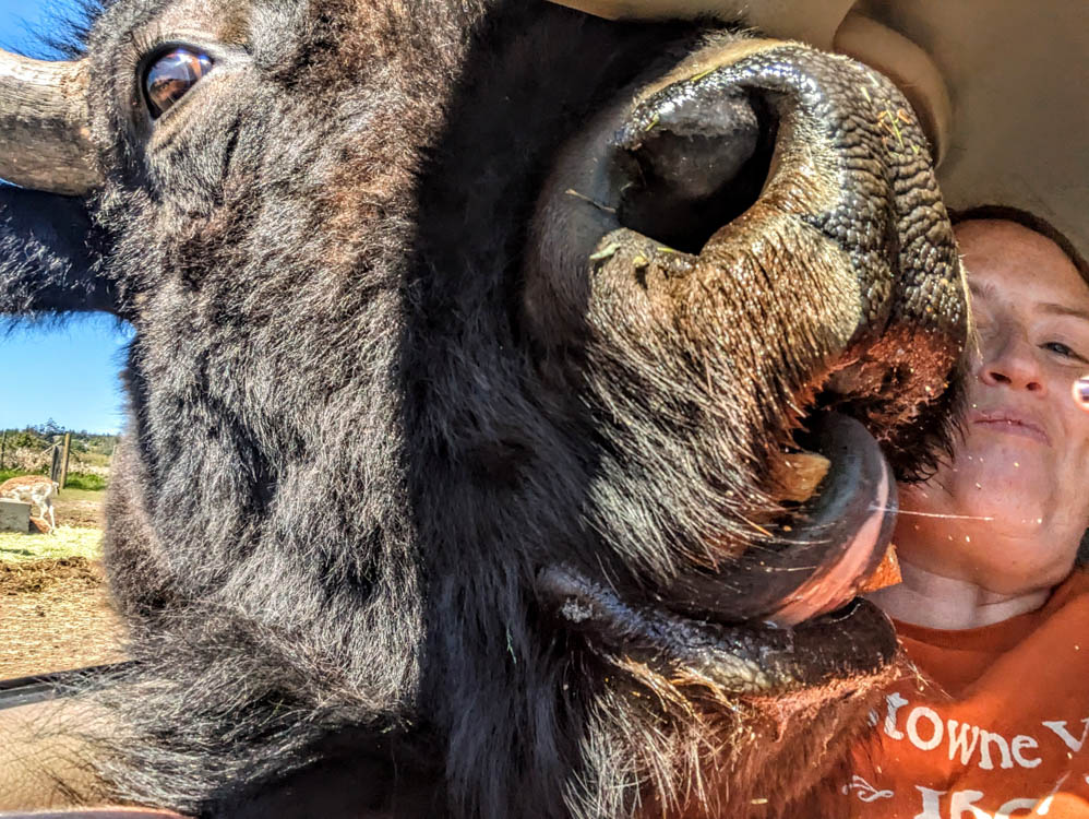 Feeding bison at Olympic Game Farm in Washington state
