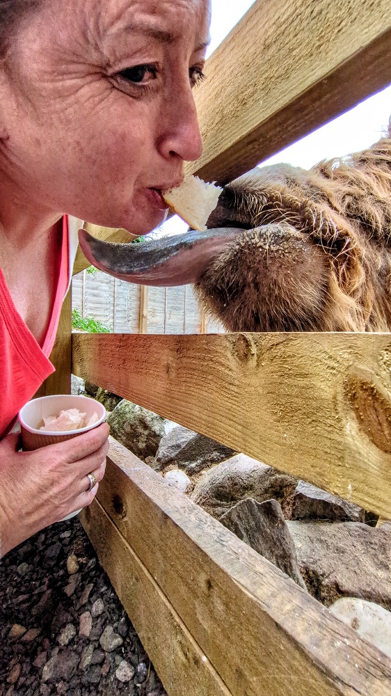 Feeding highland cows, Shae Pepper style