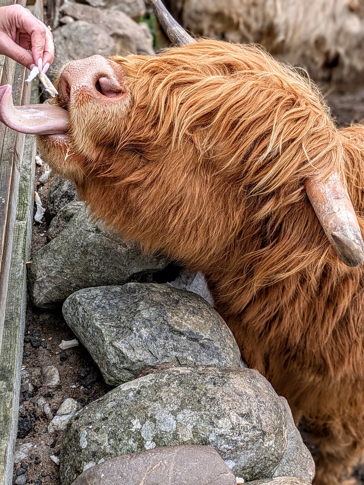 Feeding highland cows, normal person style