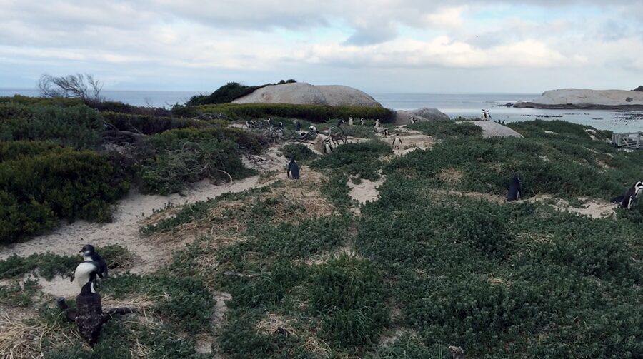 Cape Town