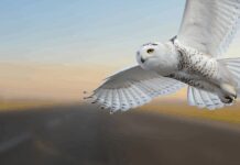 snowy owl at the airport