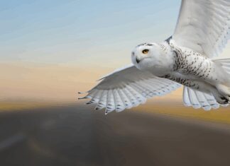 snowy owl at the airport