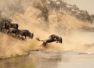 wildebeest