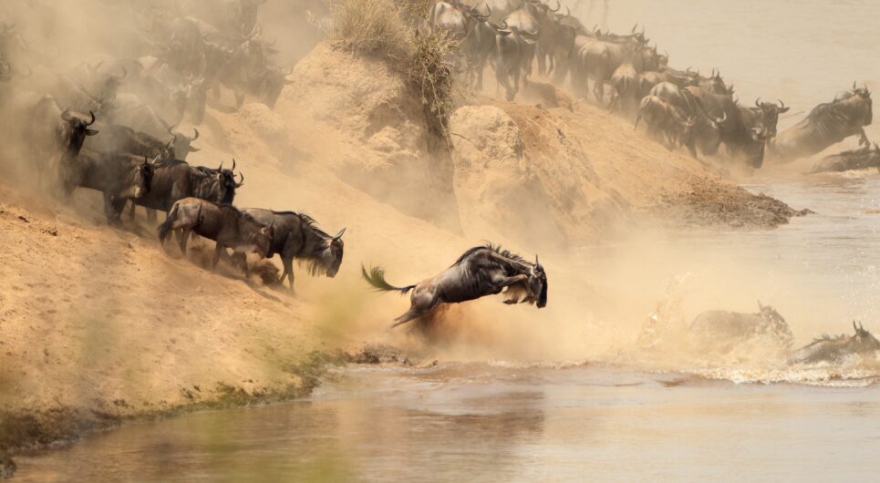 wildebeest