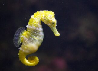 Sea horse