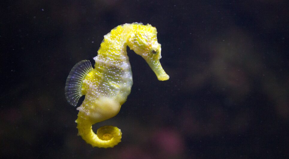 Sea horse