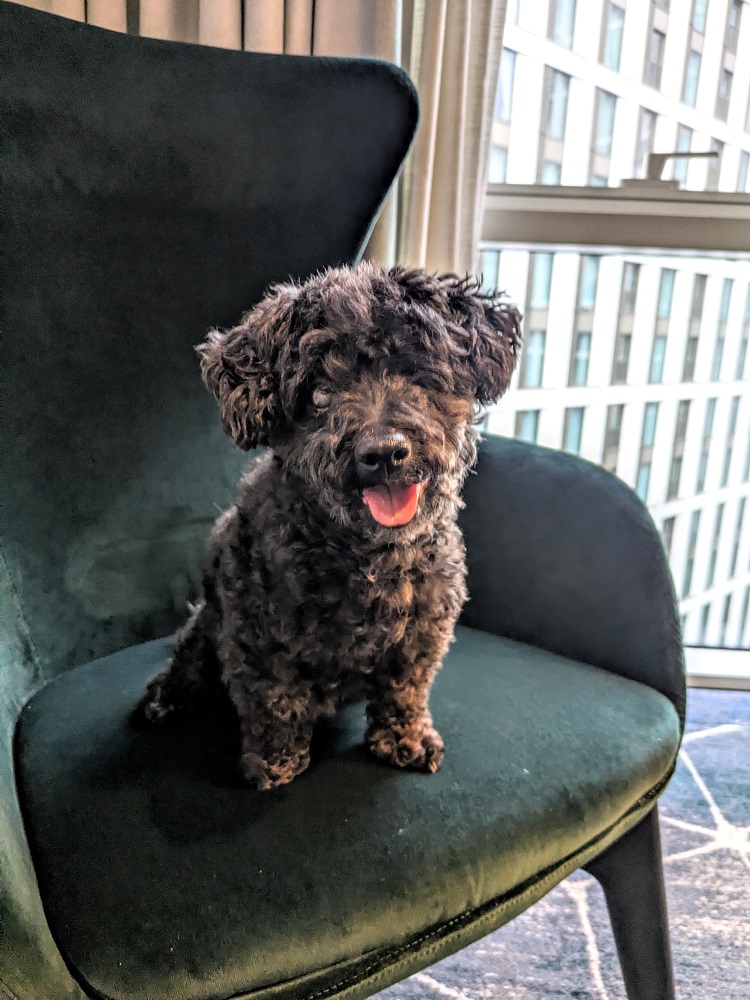 Hyatt House London Stratford - Photo of Truffles enjoying herself in our one bedroom suite (just because)