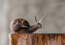Snail slow