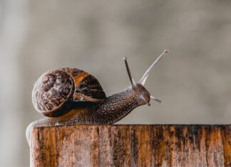 Snail slow