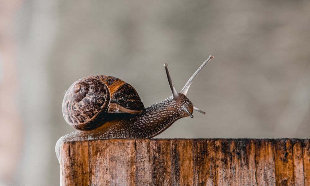 Snail slow