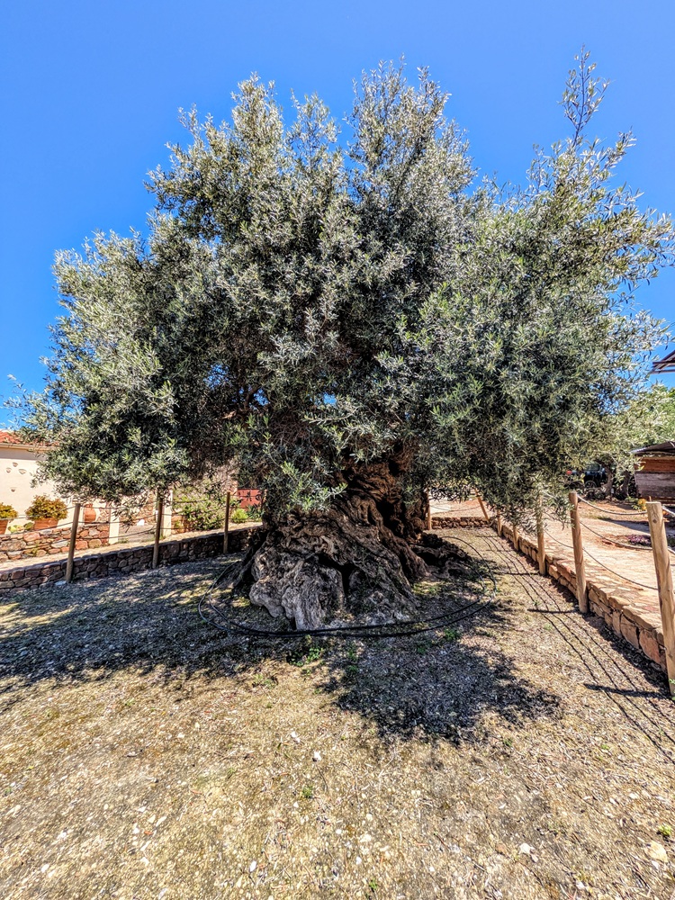 Ancient Olive Tree of Vouves