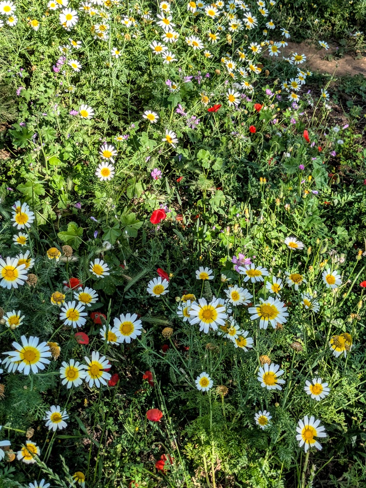 Domes Noruz Chania, Crete - Wildflowers along the overlook walk; wildflowers seem to be all over Crete
