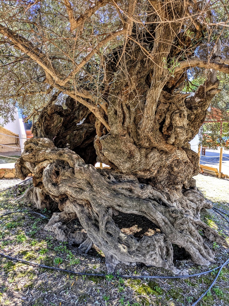 Missing heartwood of the Ancient Olive Tree of Vouves