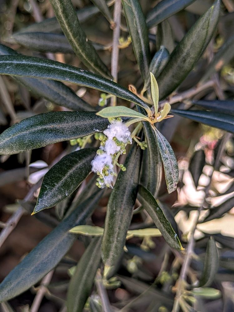 Olive tree blooms