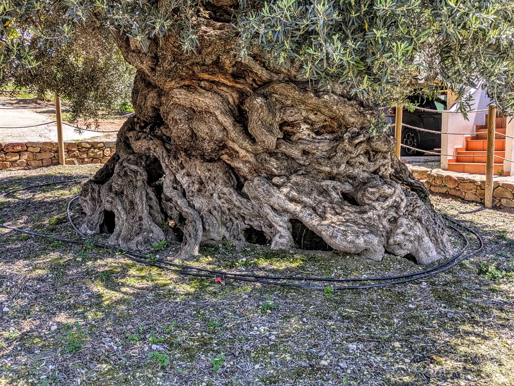 The massive base of the Ancient Olive Tree of Vouves