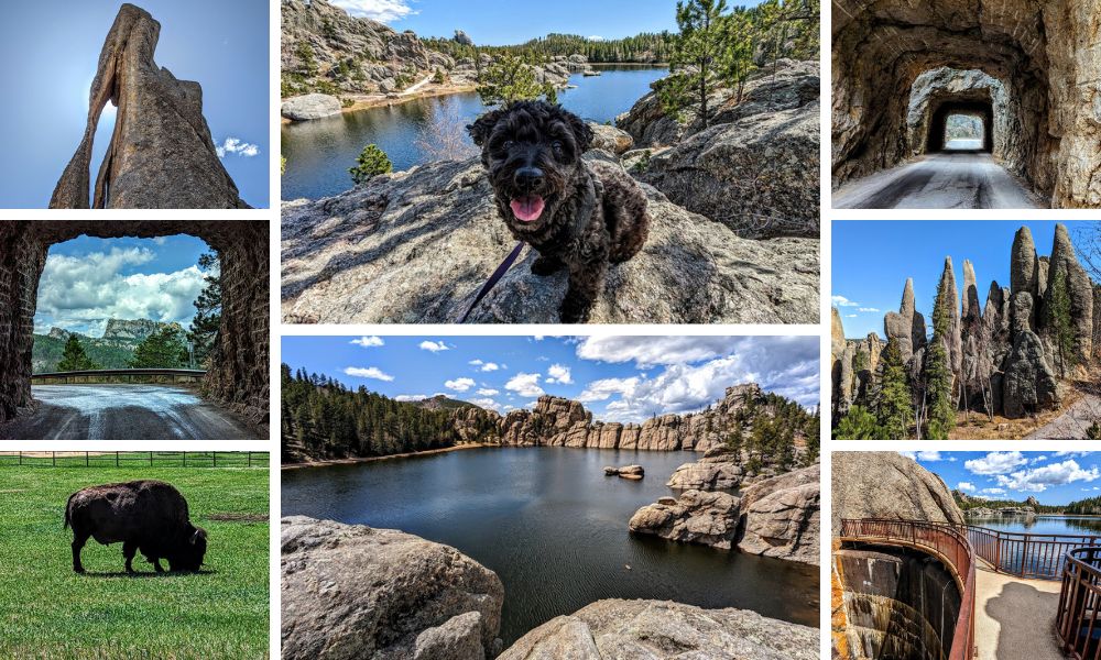 A collection of photos from Custer State Park in South Dakota