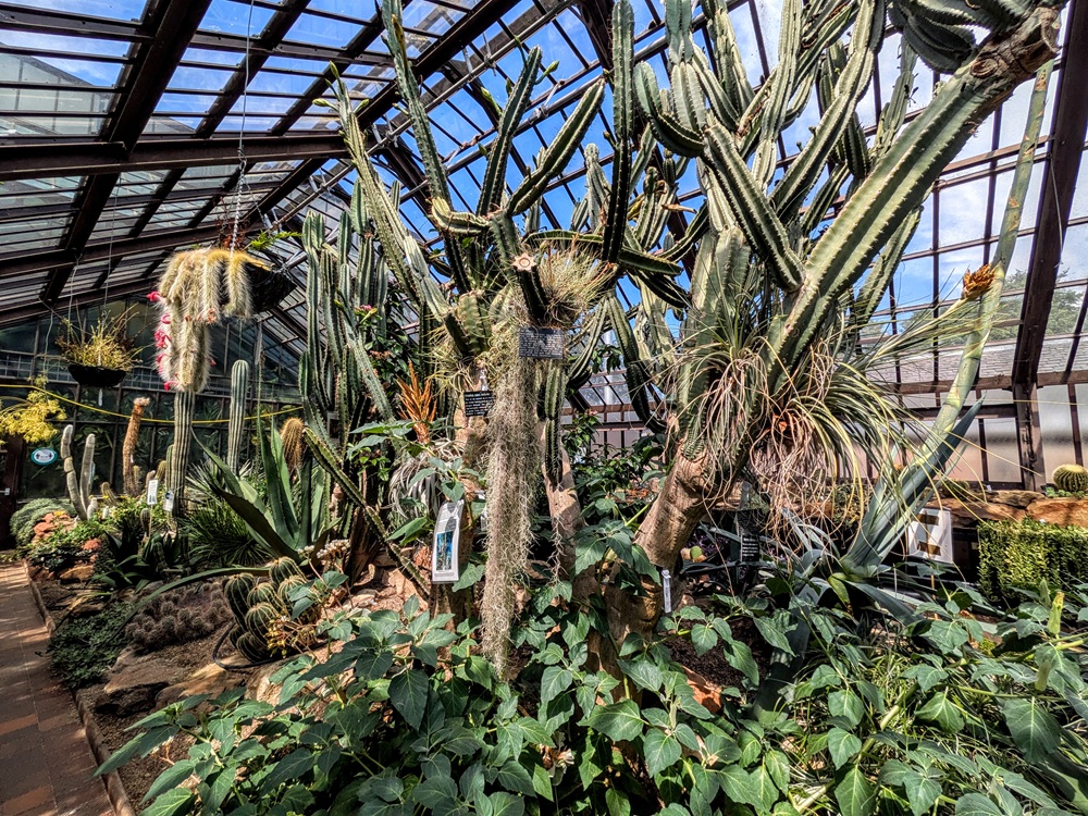 Cacti inside the Conservatory