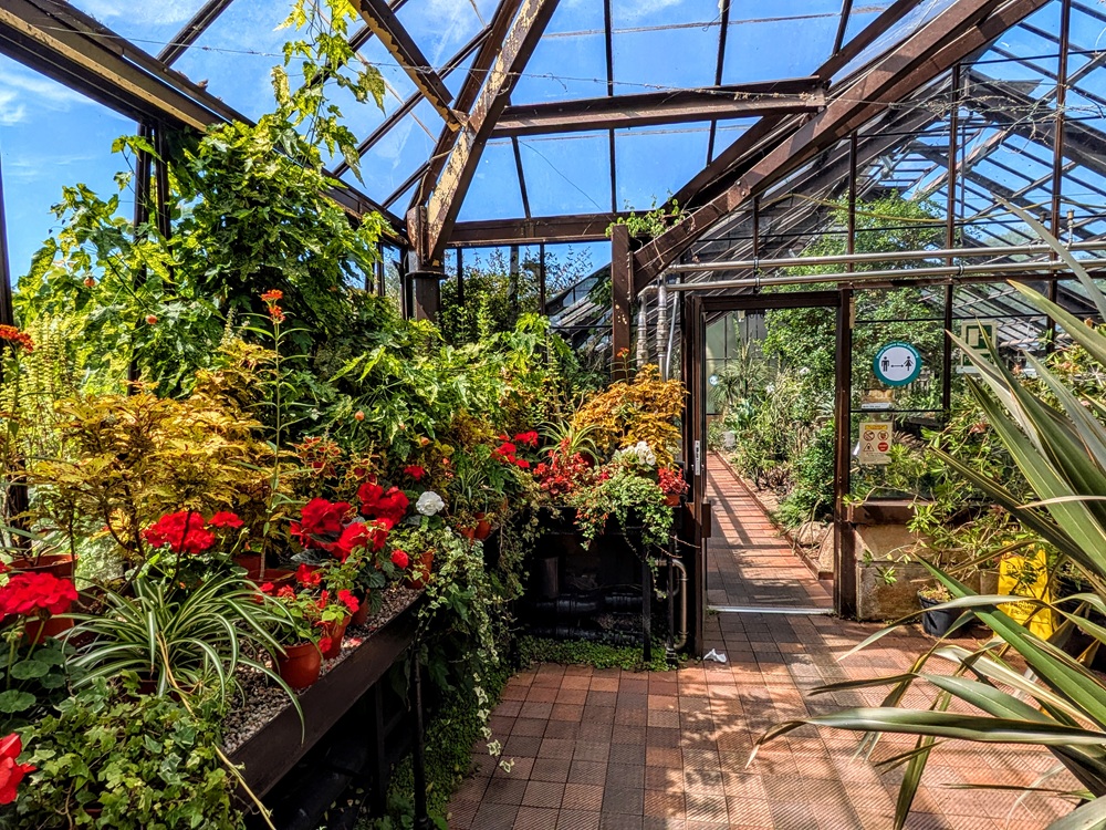 Inside the Conservatory at Glasgow Botanic Gardens