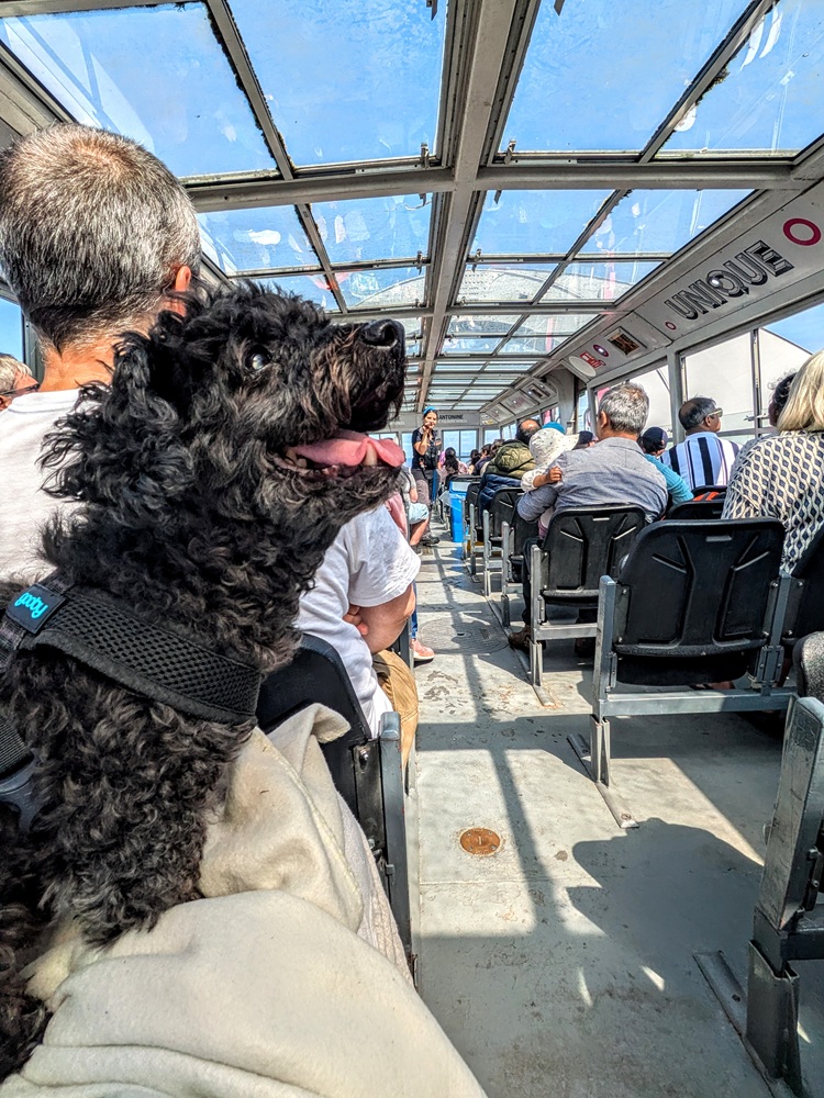 Truffles enjoying a ride on the Falkirk Wheel