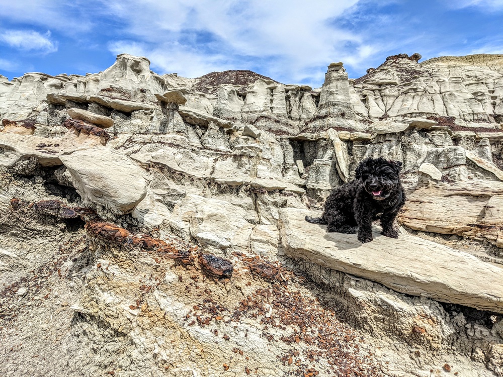 Truffles enjoying the moonlike landscape of Bisti/De-Na-Zin Wilderness in New Mexico