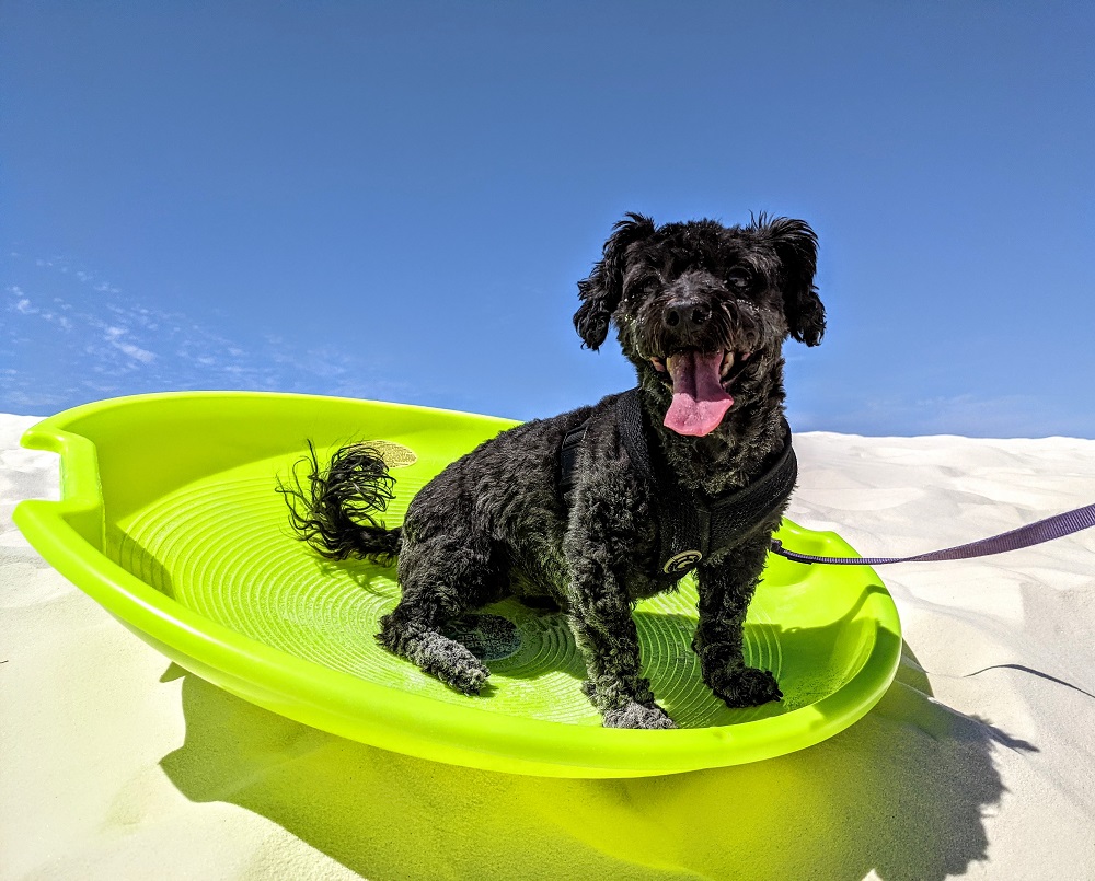 Truffles sledding at White Sands National Park in New Mexico